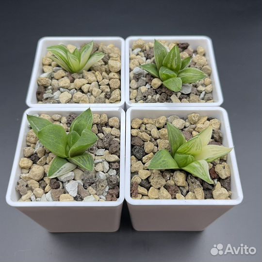 Вариегатные хавортии