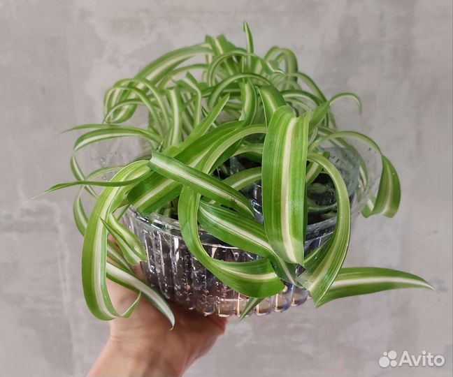 Фикус белиз