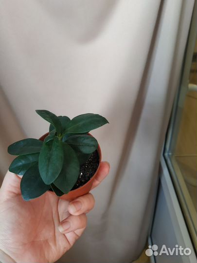 Фикус микрокарпа, фикус пестролистный