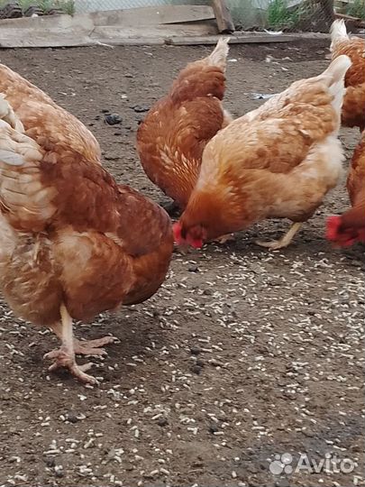 Куры молодки несушки