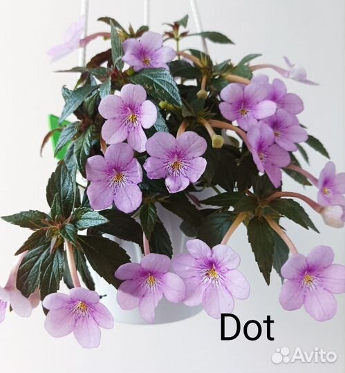 Комнатные цветы. Ризомы ахименесов