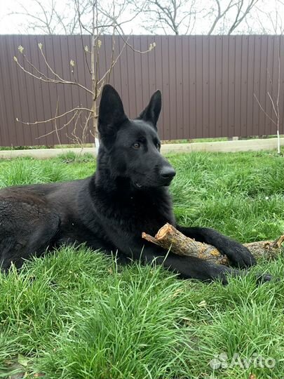 Немецкая овчарка вязка