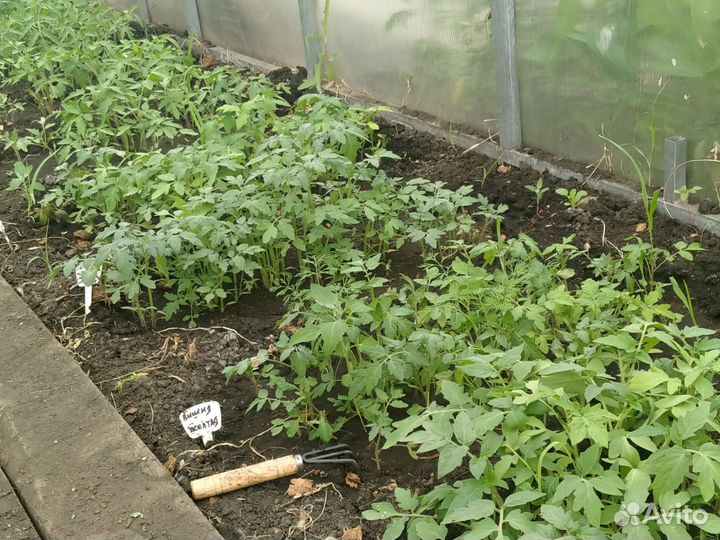Рассада помидор, капуста, цветы