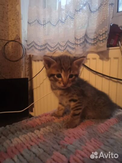 Полосатый тигруля ищет дом