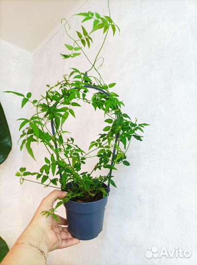 Комнатный жасмин