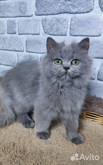 Купить котенка
