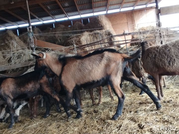 Козы, козёл
