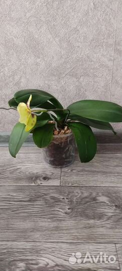 Орхидея бабочка