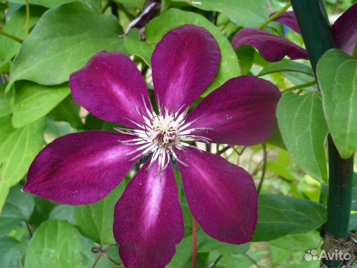 Клематис Вестерплатте + ещё 70 сортов(почтой)