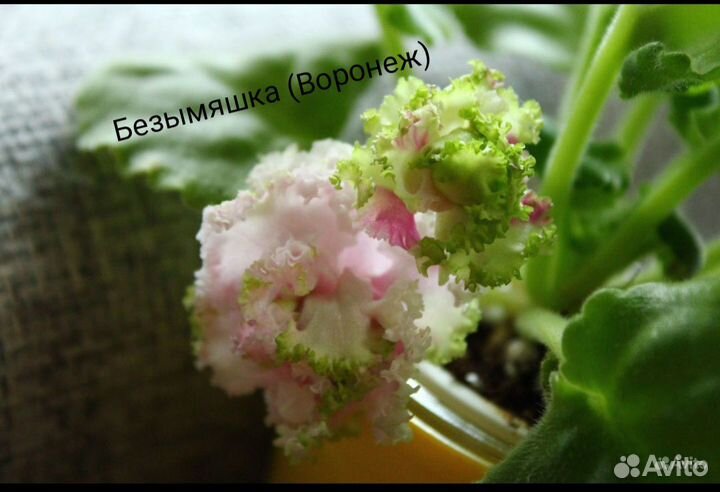 Сортовые фиалки