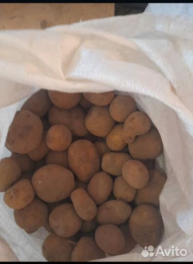 Продам картофель урожай 2023