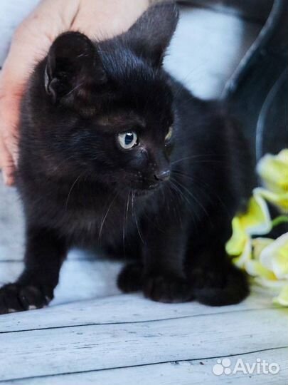 Котенок черная гладкошерстная девочка