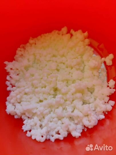 Тибетский Гриб молочный