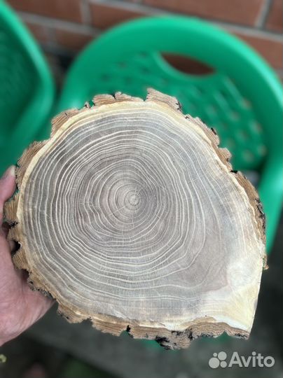 Спилы дерева