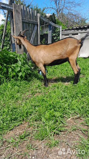 Чешские козочки