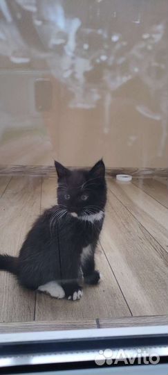 Кошки в добрые руки