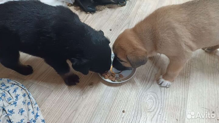 Щенок в добрые руки бесплатно