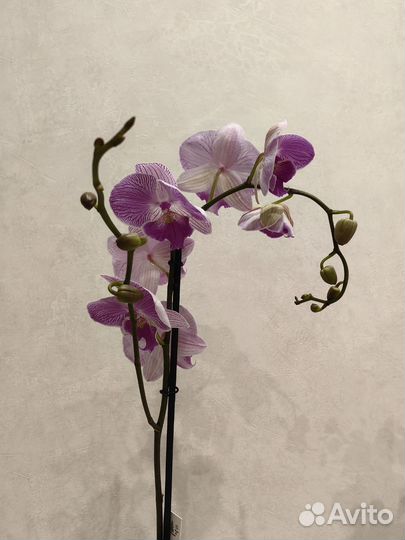 Орхидея фаленопсис