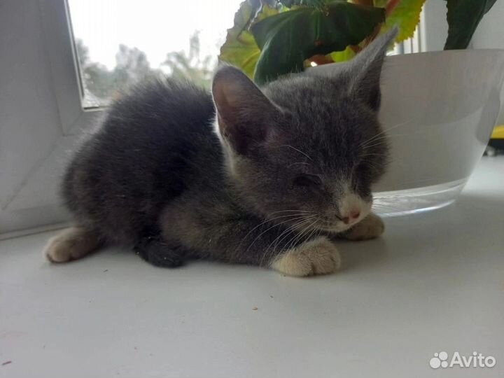 Котятки(один слепой) Ищут дом