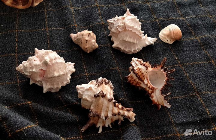 Морские ракушки натуральные Мурекс