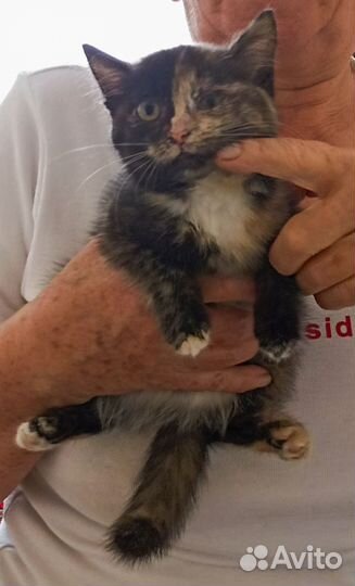 Трехшерстное счастье