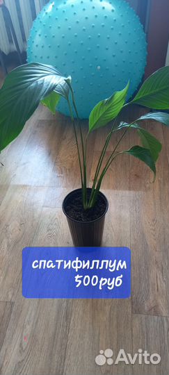 Комнатные цветы