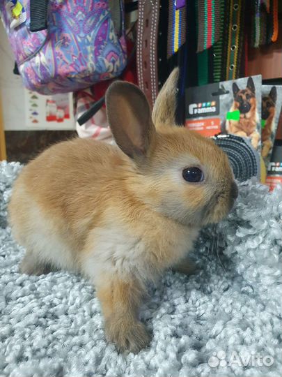 Морские свинки