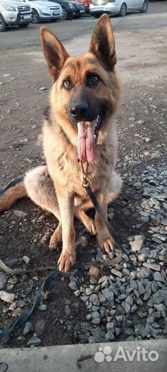 Немецкая овчарка