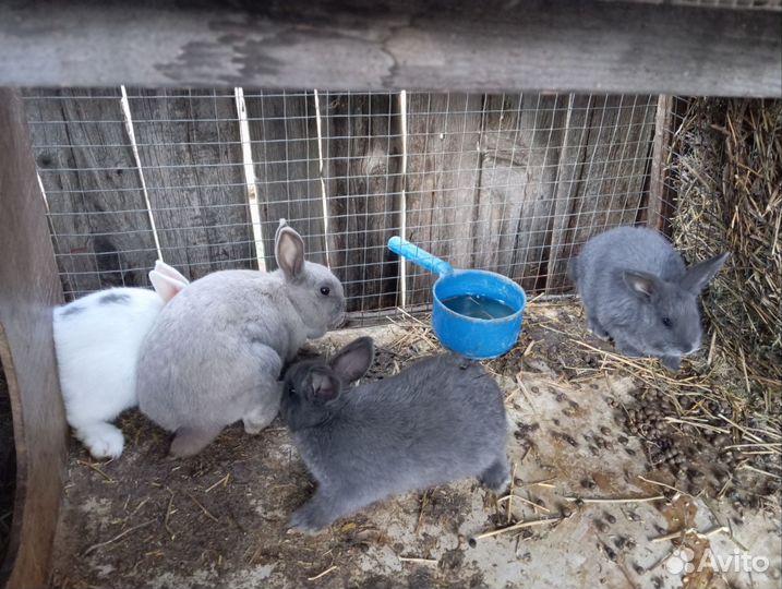 Декоративные карликовые кролики