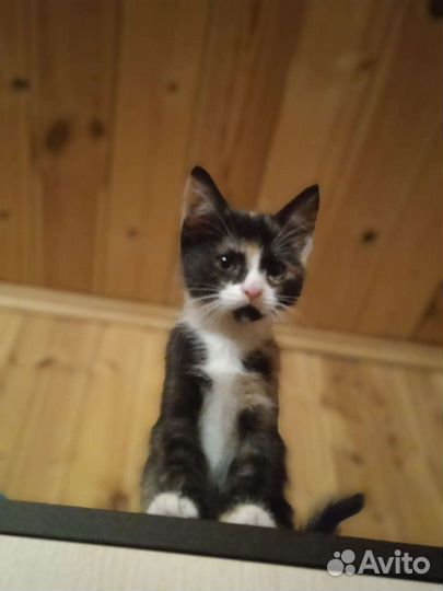 Трёхцветный котёнок в ответственные руки