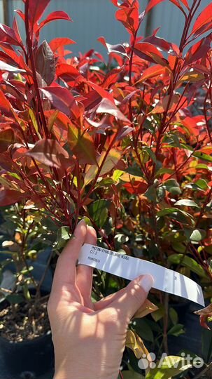 Фотиния карре руж