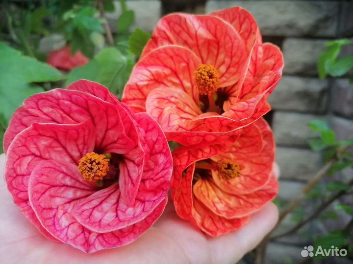 Абутилон Фрейя