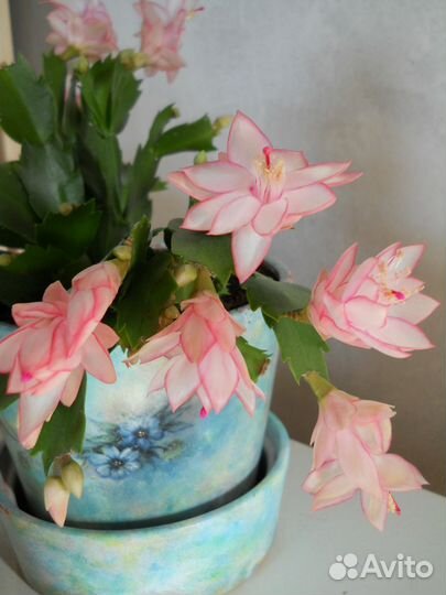 Декабрист и рипсалидопсис, комнатные цветы