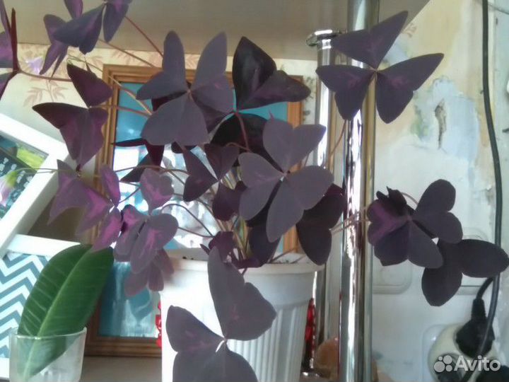 Комнатный цветок