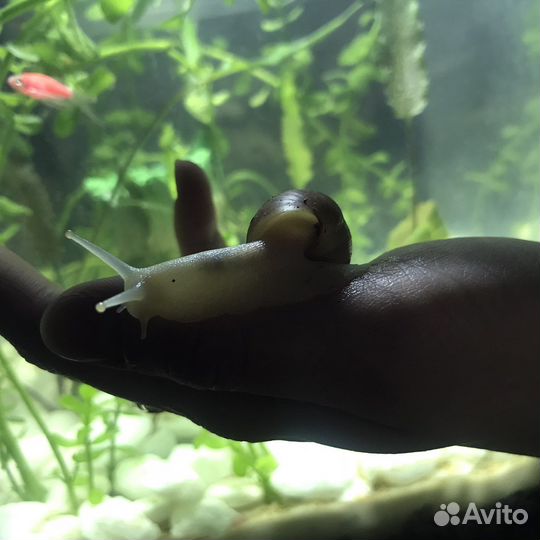 Улитки ахатины