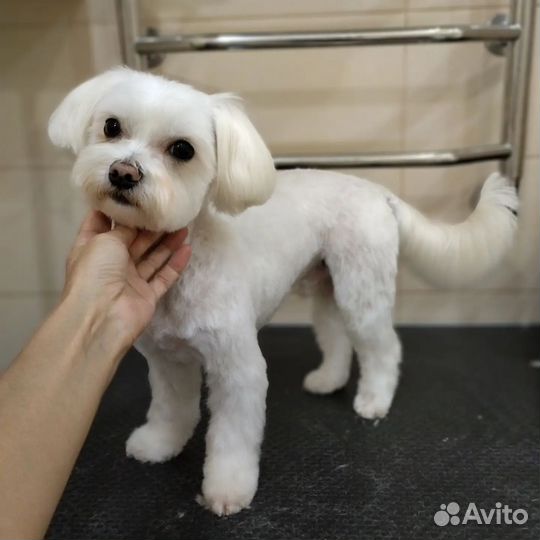 Стрижка животных на Макаренко