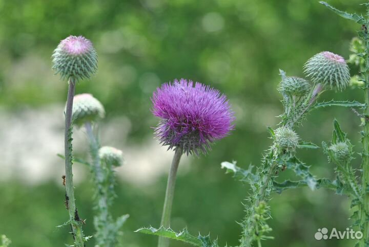 Объектив Helios-44M и 44-2
