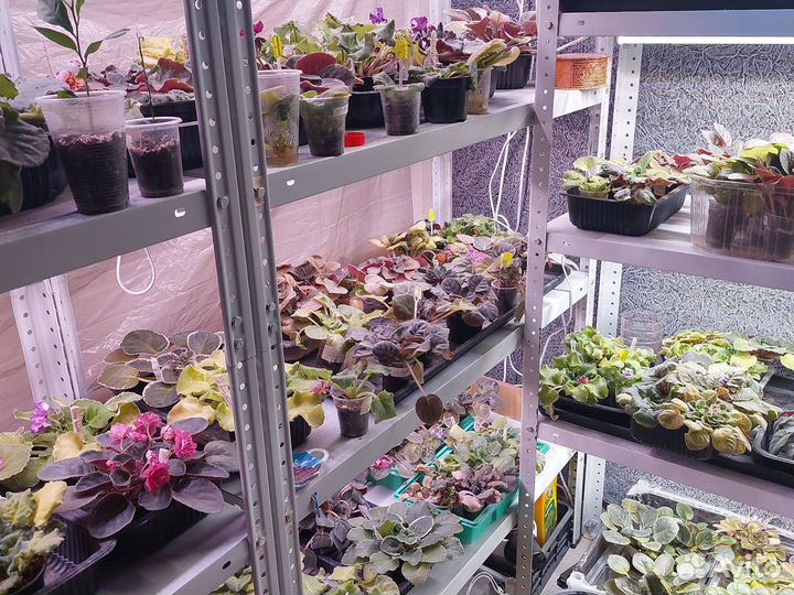 Фиалка сортовая