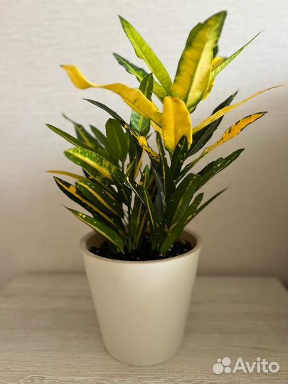 Комнатные растения: гибискус купера,авокадо и др