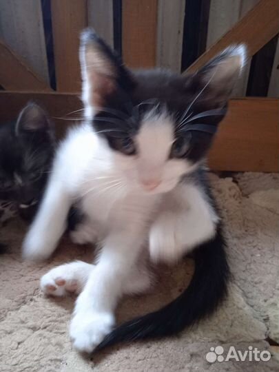 Кошка в дар