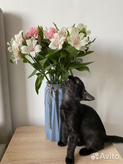 Котята-мальчики 3 месяца