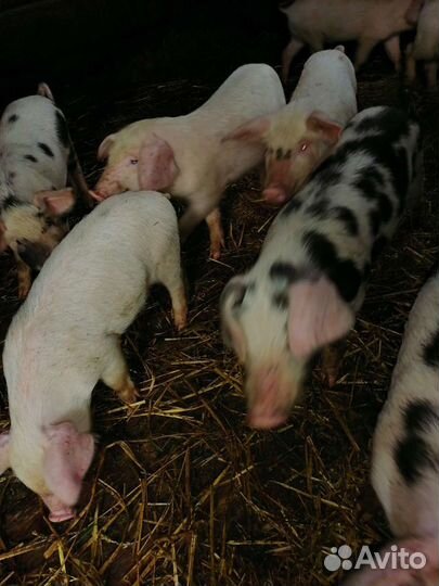 Боровки и свинки