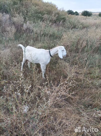 Коза дойная молочная