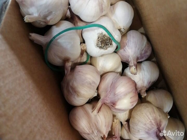 Озимой чеснок
