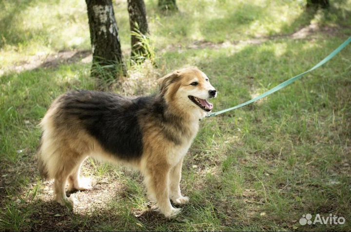 Отдается красивая Герда в добрые руки