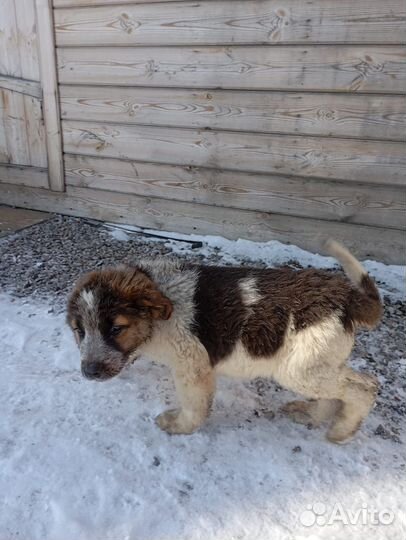 Московская сторожевая