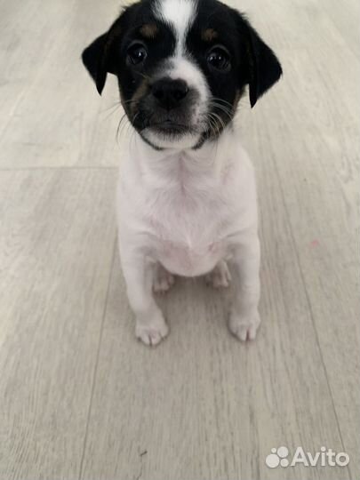 Щенки маленьких пород в добрые руки