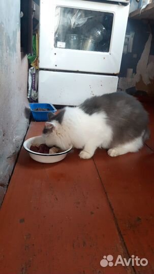 Котик в добрые руки