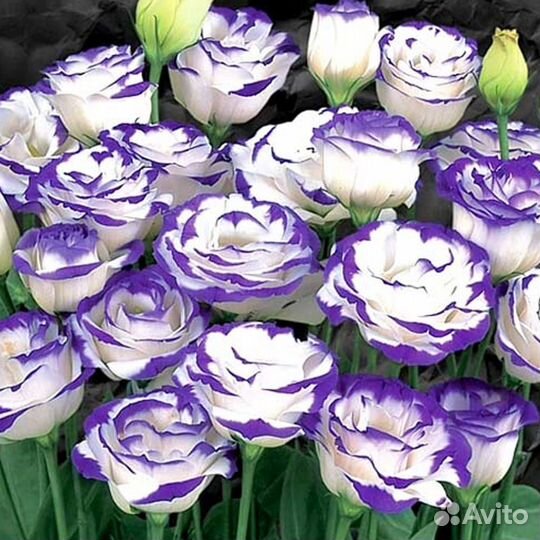 Эустома рассада