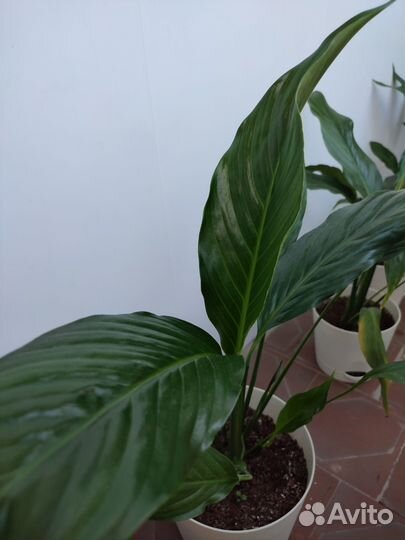 Спатифиллум